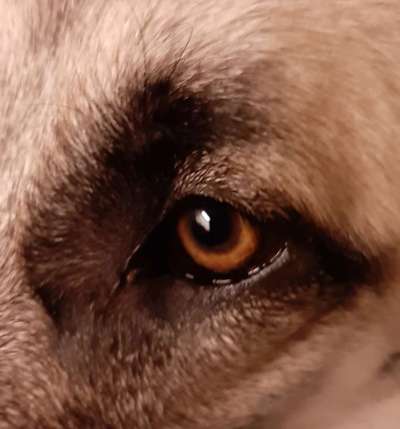 150. Foto Challaenge:  Die Augen, der Spiegel der Seele-Beitrag-Bild