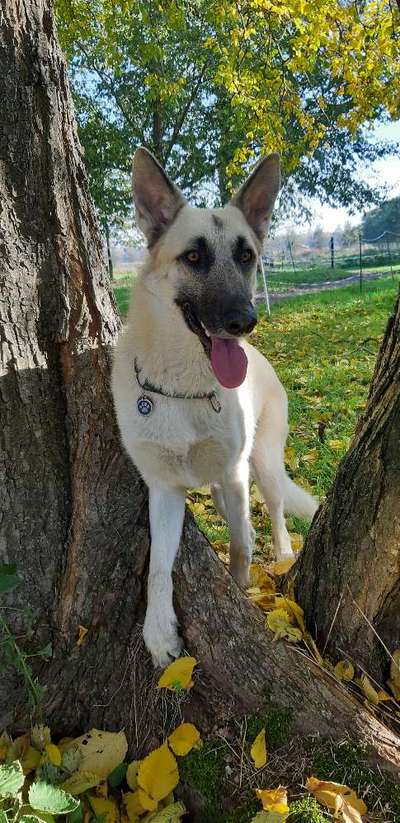 Hund und Natur-Beitrag-Bild