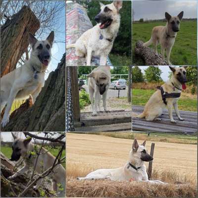 31. Collagen Challenge - Bänke/ Steine /Baumstümpfe-Beitrag-Bild