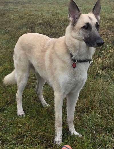 Schäferhund-Beitrag-Bild