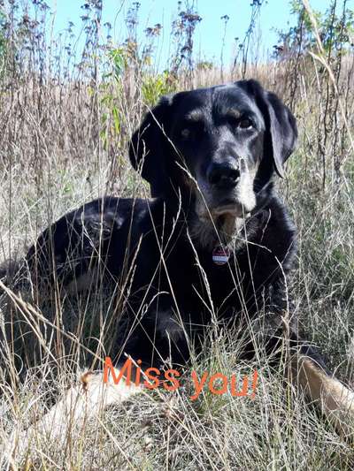 Unsere Fellnasen im Regenbogenland-Beitrag-Bild