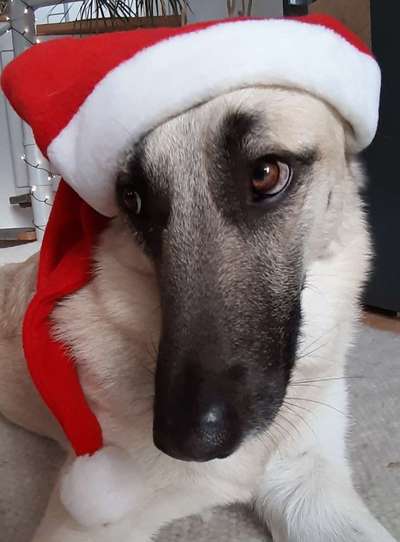 Dogorama Photo Challenge - Hundeblick zum hinschmelzen-Beitrag-Bild