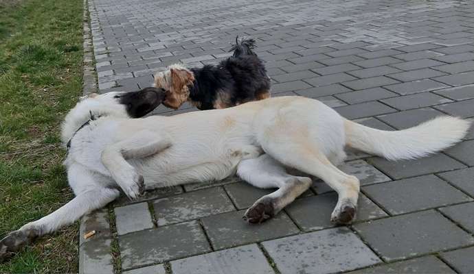 Dogorama Photo Challenge - Zeigt her eure Bäuche-Beitrag-Bild