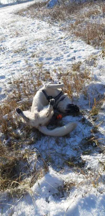 Fotochallenge 61 ~ Schnee-Beitrag-Bild