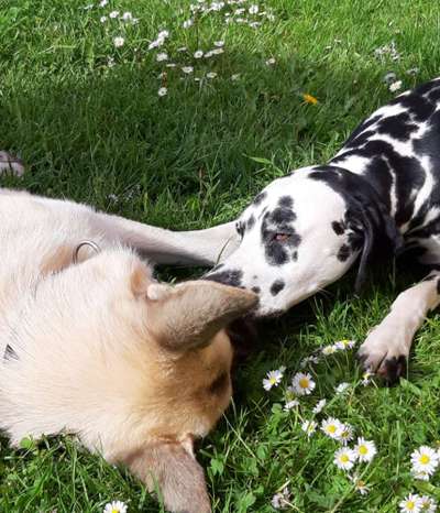 Dogorama Photo Challenge - Die besten Hundebuddys-Beitrag-Bild