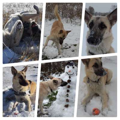 24. Collage-Challenge  *Hund im Schnee*-Beitrag-Bild