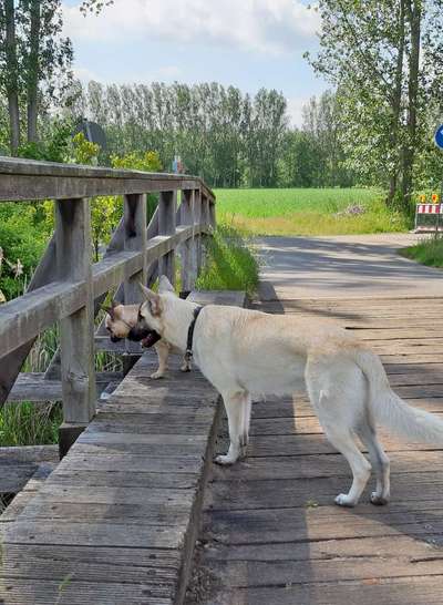 Foto Challenge Thema "Brücke"-Beitrag-Bild