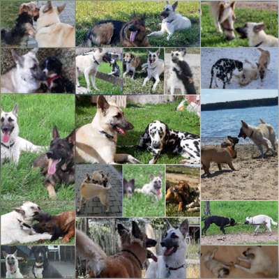 3. Fotochallenge Collagen - Hundefreunde-Beitrag-Bild