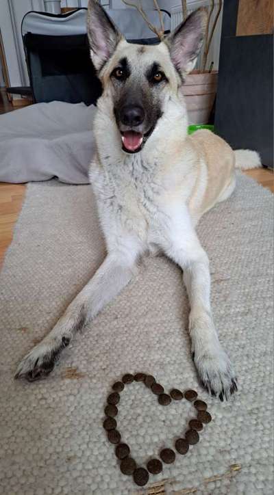 Dogorama Photo Challenge - Herzenshund-Beitrag-Bild