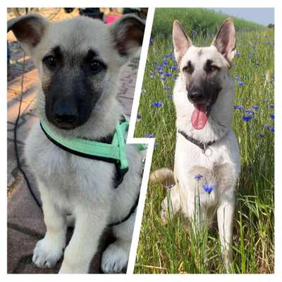 Vom Welpen zum Hund-Beitrag-Bild