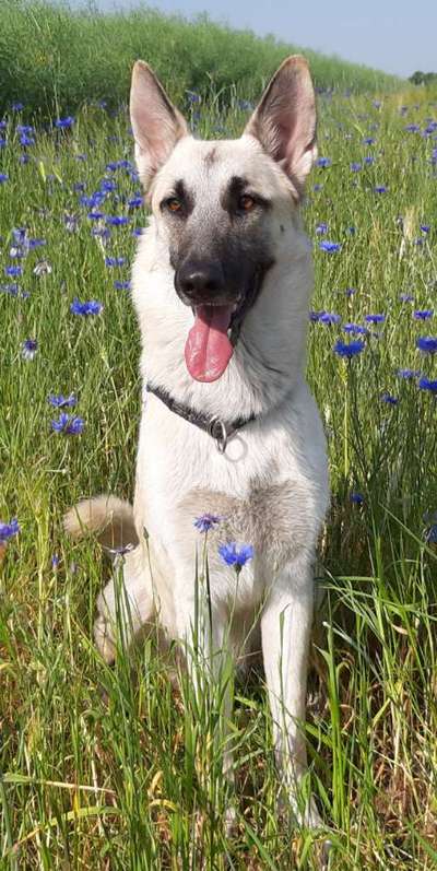 Schäferhund-Beitrag-Bild