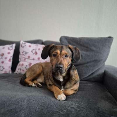 Hundetreffen-Playdates und Training🐾🩷-Bild