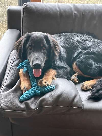 Black dogs are beautiful-Beitrag-Bild