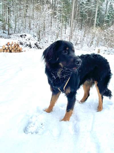 Dogorama Photo Challenge - Winterstimmung-Beitrag-Bild