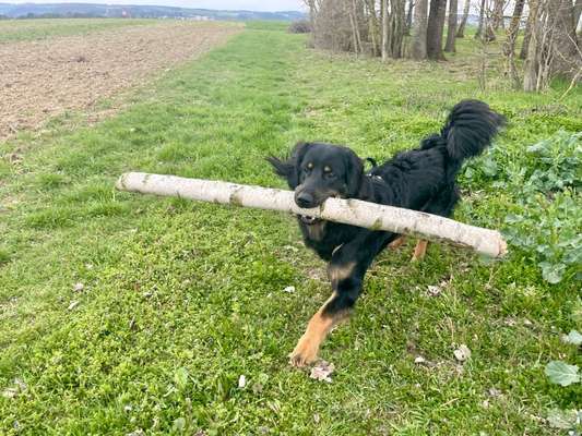 Holzstock wird mit nach Hause getragen-Beitrag-Bild