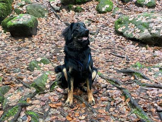 Black dogs are beautiful-Beitrag-Bild