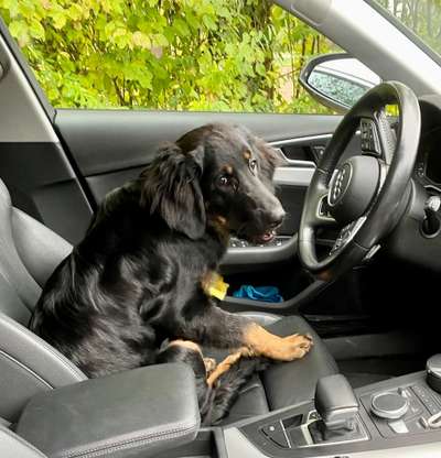 Foto Challenge Thema "Hunde im Auto"-Beitrag-Bild