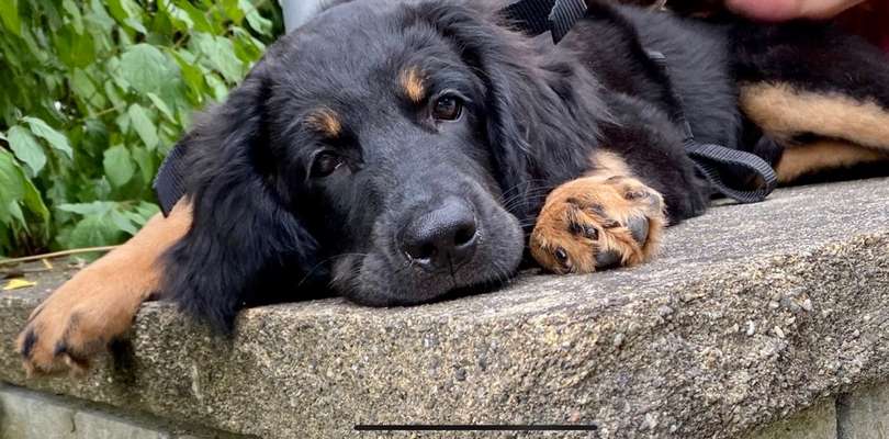 Black dogs are beautiful-Beitrag-Bild