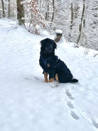 Black dogs are beautiful-Beitrag-Bild