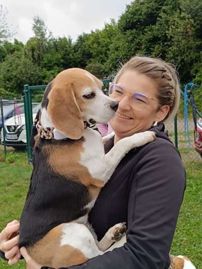 Hundetreffen-Beaglespielplatz/Meutehunde Neuwied-Bild