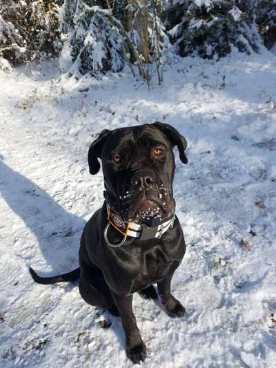 Reinrassige Hunde?-Beitrag-Bild