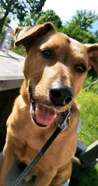 TierschutzhundeStammtisch🐕-Beitrag-Bild