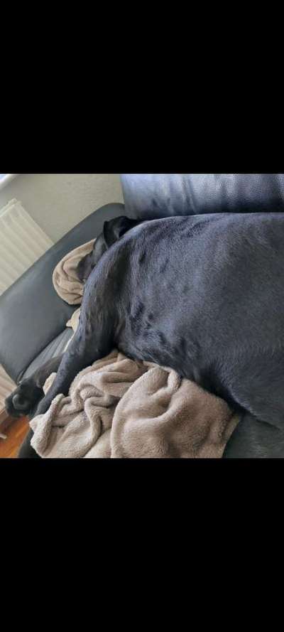 Futter für allergiker-Beitrag-Bild