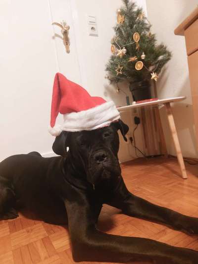 Dogorama Photo Challenge - Bescherung-Beitrag-Bild