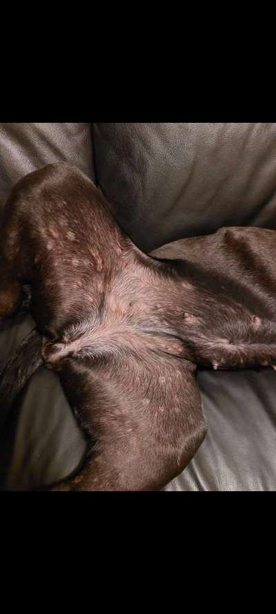 Futter für allergiker-Beitrag-Bild