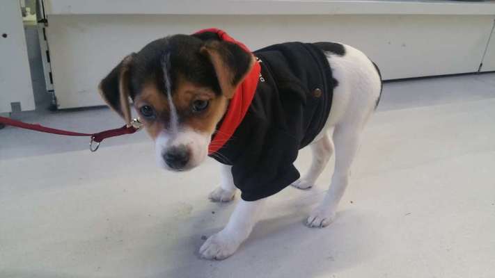 Welpen Bilder !-Beitrag-Bild