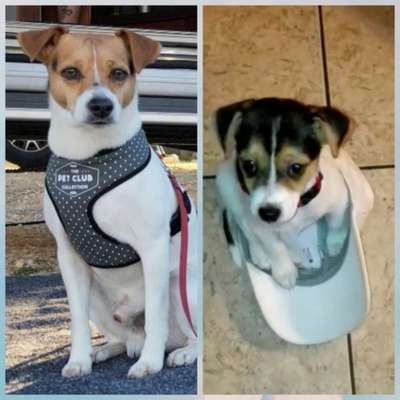 Dansky (Dansk-Svensk Gårdshund)-Beitrag-Bild