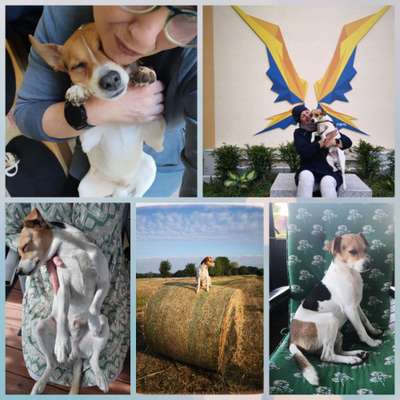 Dansky (Dansk-Svensk Gårdshund)-Beitrag-Bild