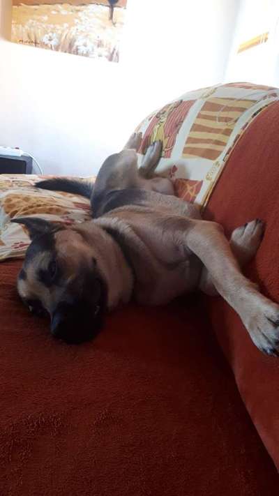 Zeigt mir die lustigsten Schlafpositionen eurer Fellnasen-Beitrag-Bild