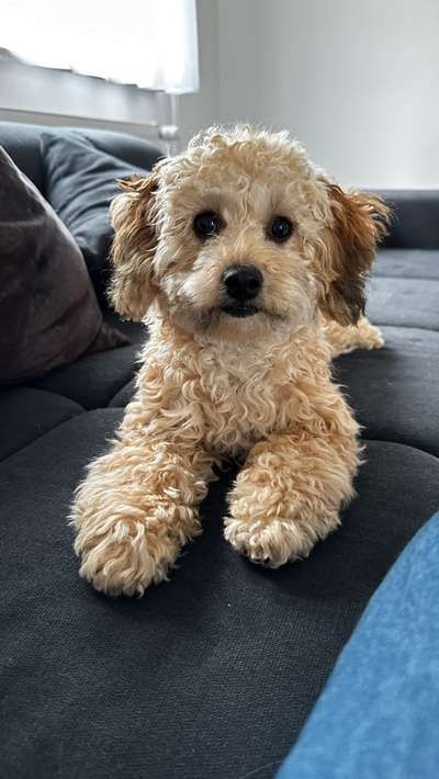 Maltipoo Freunde-Beitrag-Bild