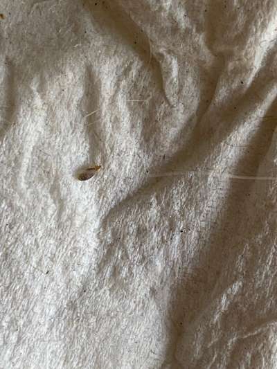 Parasiten-Beitrag-Bild