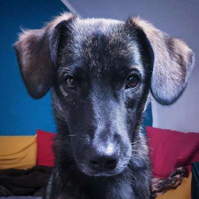 Hundetreffen-Canicrosser gesucht-Bild
