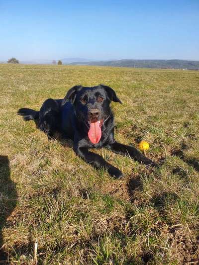 Challenge 23 : "  Euer Hund beim Frühlingserwachen "-Beitrag-Bild