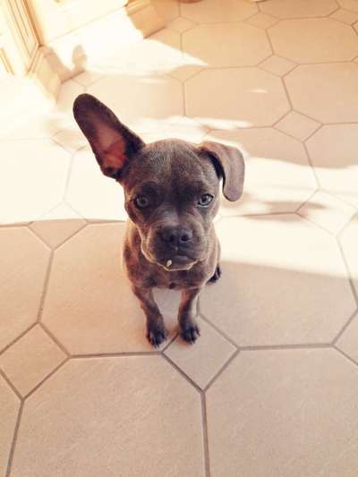 Französische Bulldoggen-Beitrag-Bild