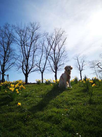 Challenge 23 : "  Euer Hund beim Frühlingserwachen "-Beitrag-Bild