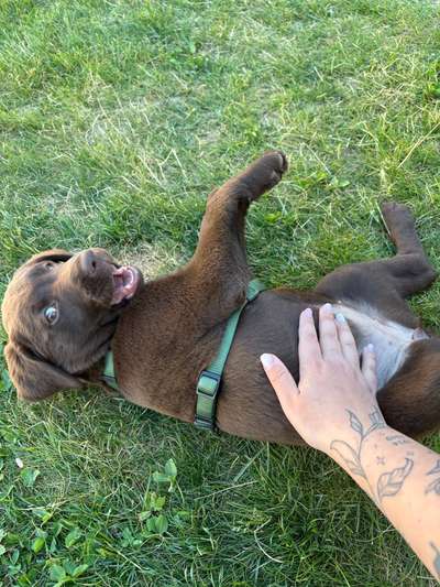 Hundetreffen-sozialisierung üben und spielen-Bild