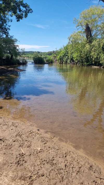 Hundeauslaufgebiet-Sandbank an der Regnitz-Bild