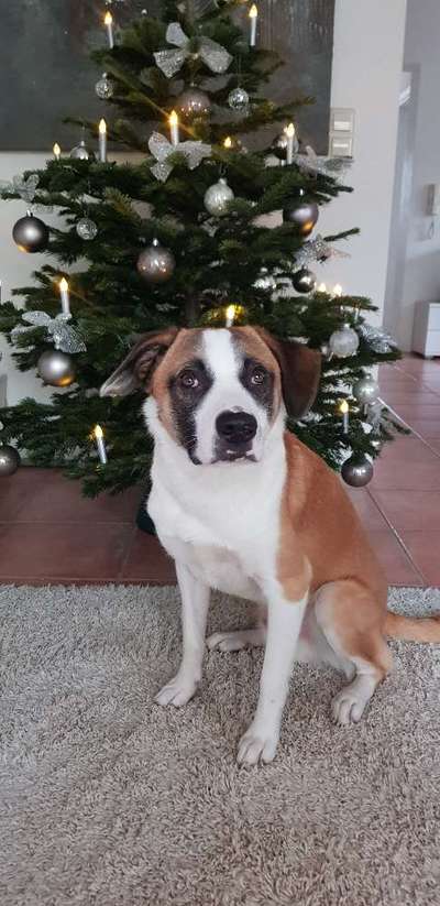 Hunde aus Griechenland-Beitrag-Bild