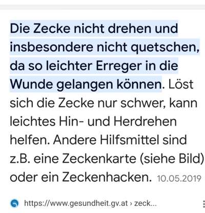 Zecke in der Ohrmuschel-Beitrag-Bild