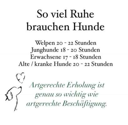 Ruhephasen- bzw Tage für den Hund-Beitrag-Bild