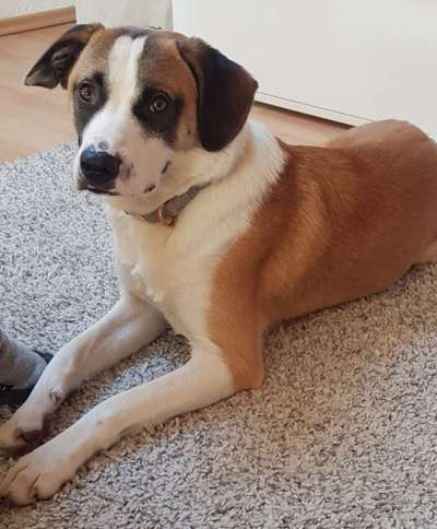 Hunde aus Griechenland-Beitrag-Bild