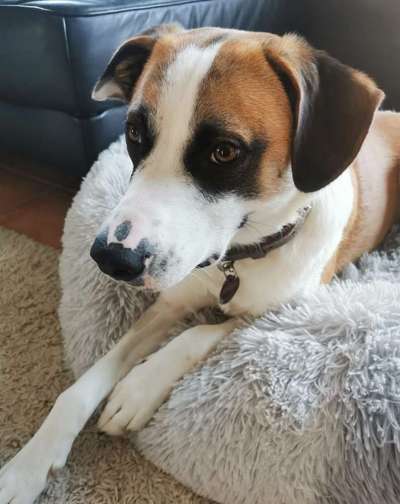 Hunde aus Griechenland-Beitrag-Bild