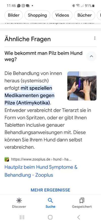 Hautpilz bei Hund-Beitrag-Bild