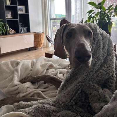Hundetreffen-Neighbourhood walk 5th-Bild
