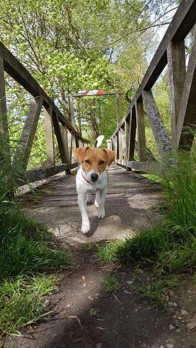 Wo sind die Jack und Parson Russell Terrier?-Beitrag-Bild