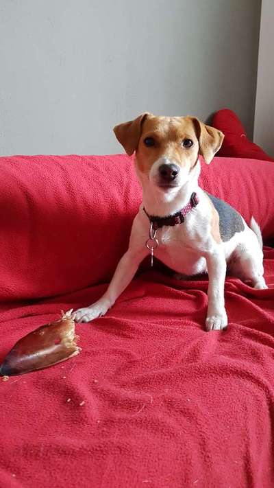 Jack Russel-Beitrag-Bild